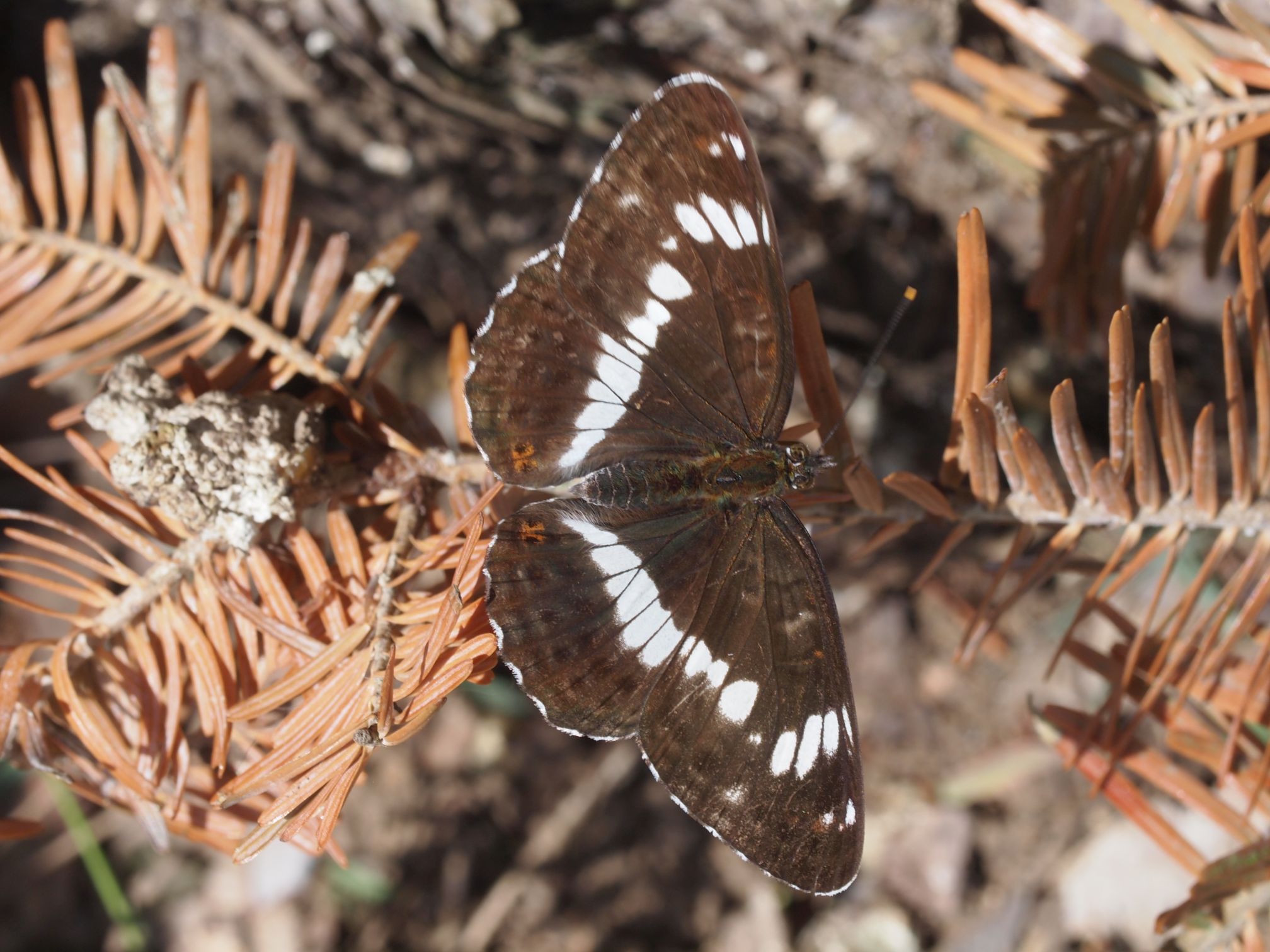 Großer Schillerfalter Weibchen